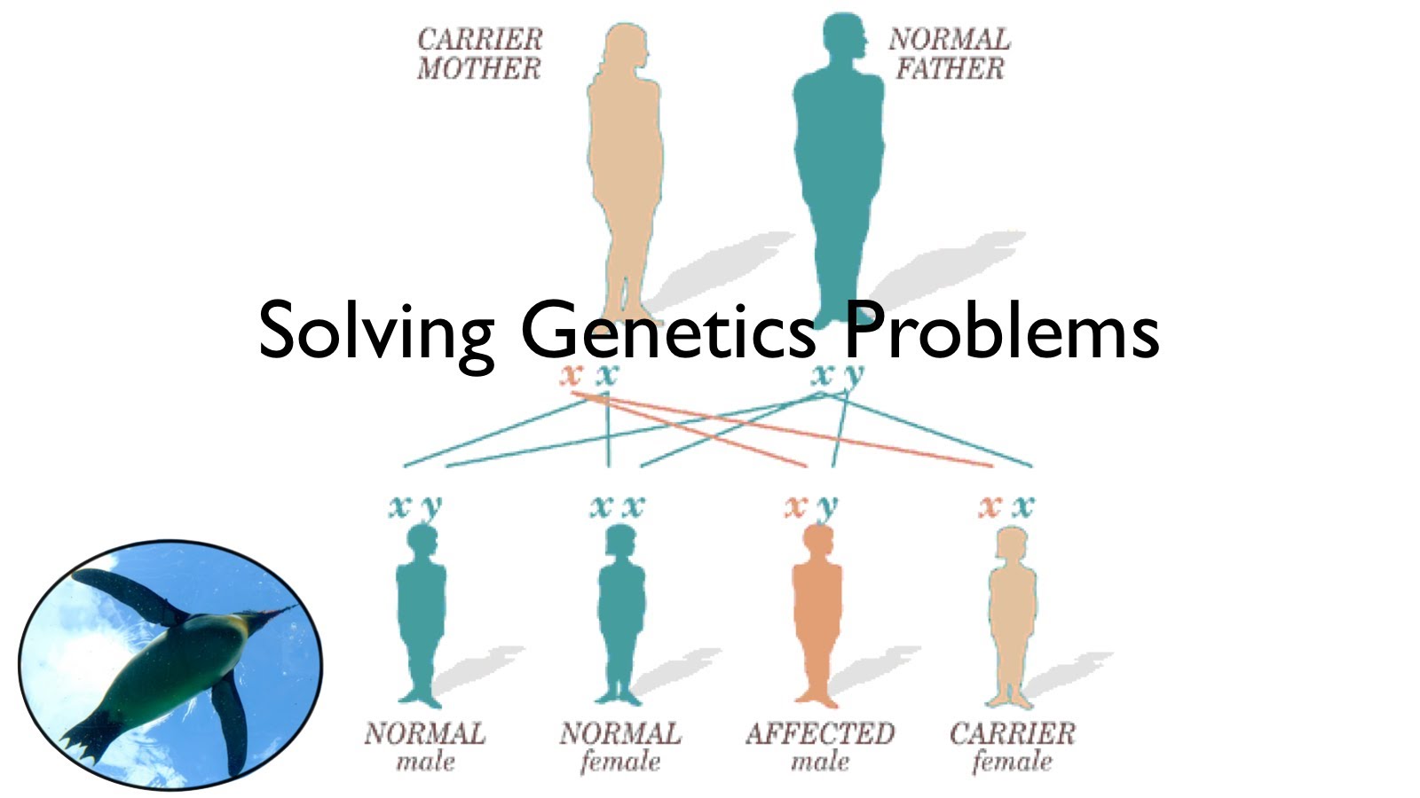 Solving Genetics problems