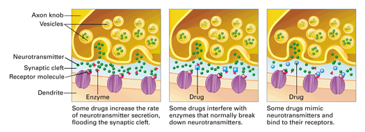 Drugs and Neurotransmitters (3)