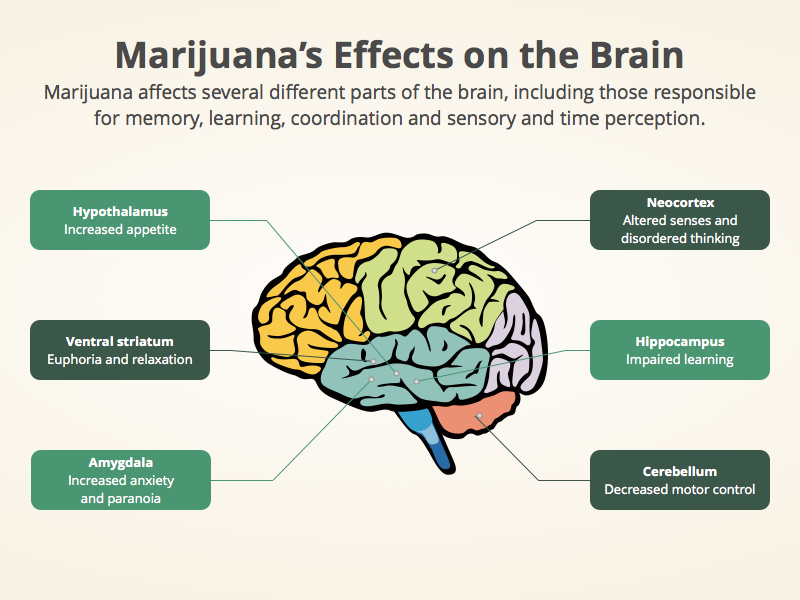 Marijuana and the Brain  (7)