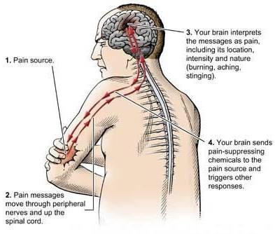  The Science of Pain  