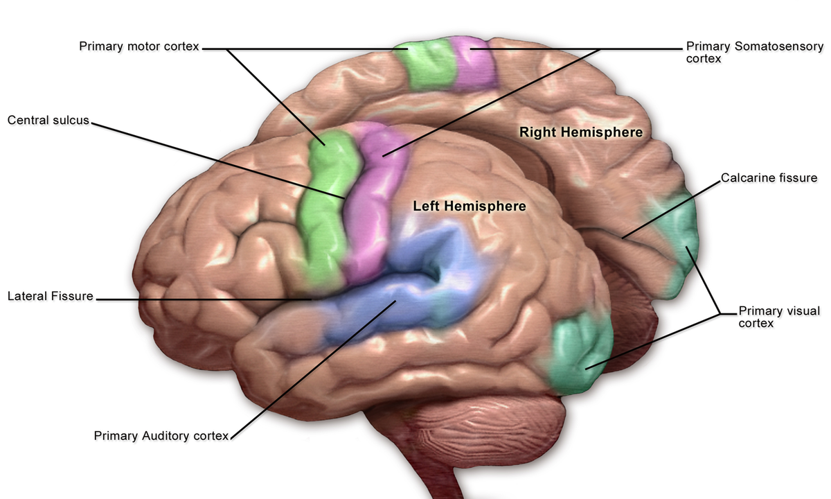 Motor and sensory regions of the Cerebral Cortex.