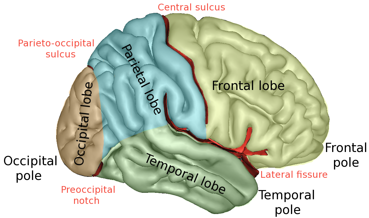 Brain lobes, main sulci and boundaries.