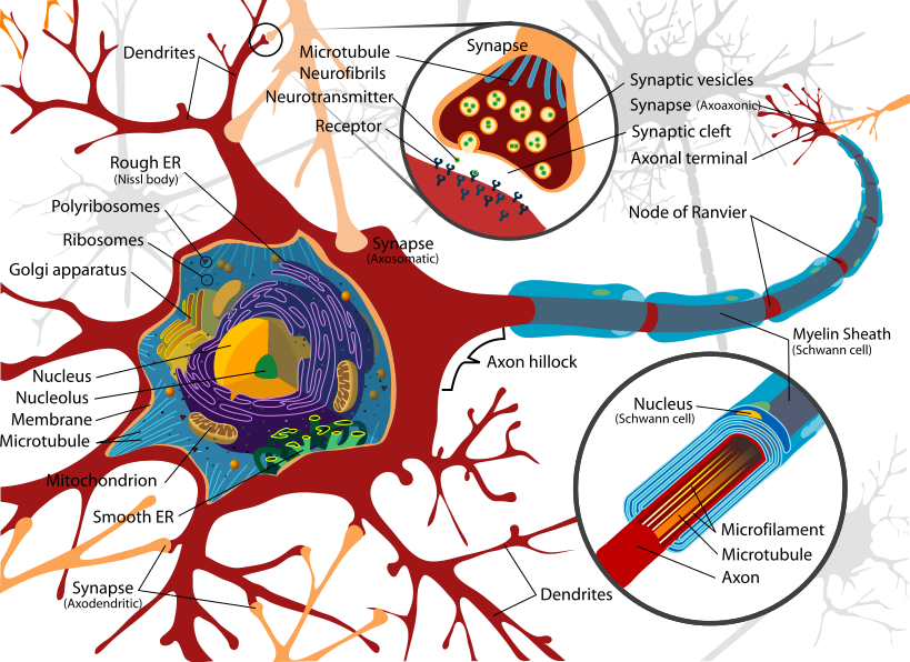 neuro cell diagram Neurons 