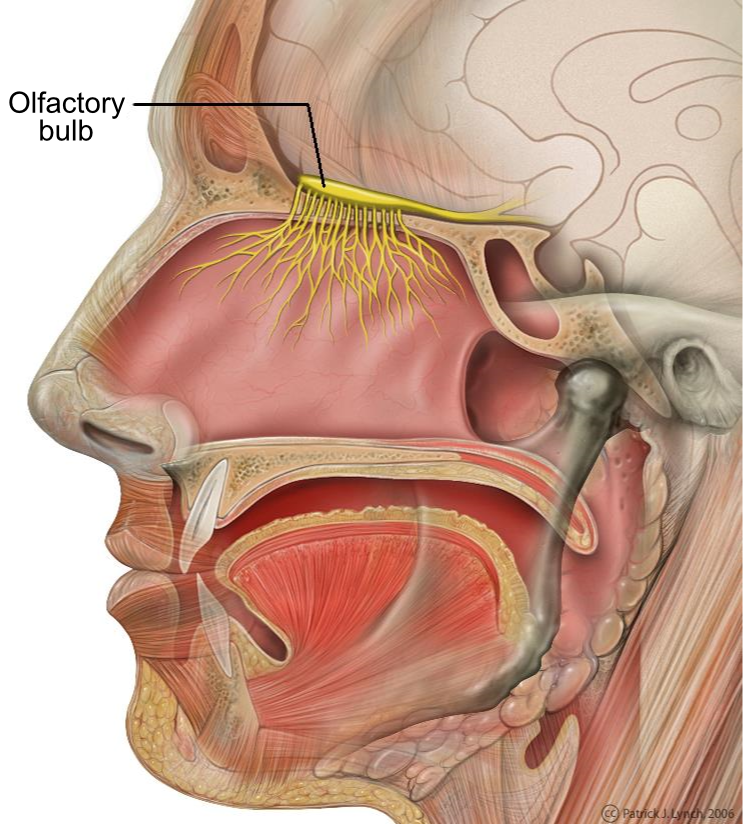 head anatomy