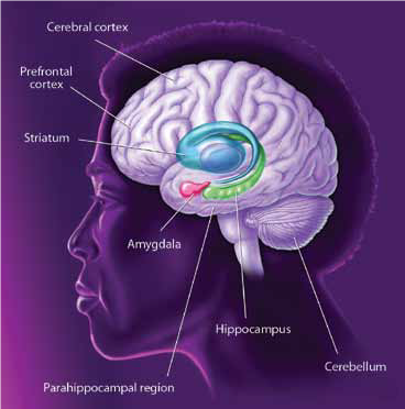 Brain System 