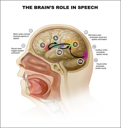The Brain's Role in Speech
