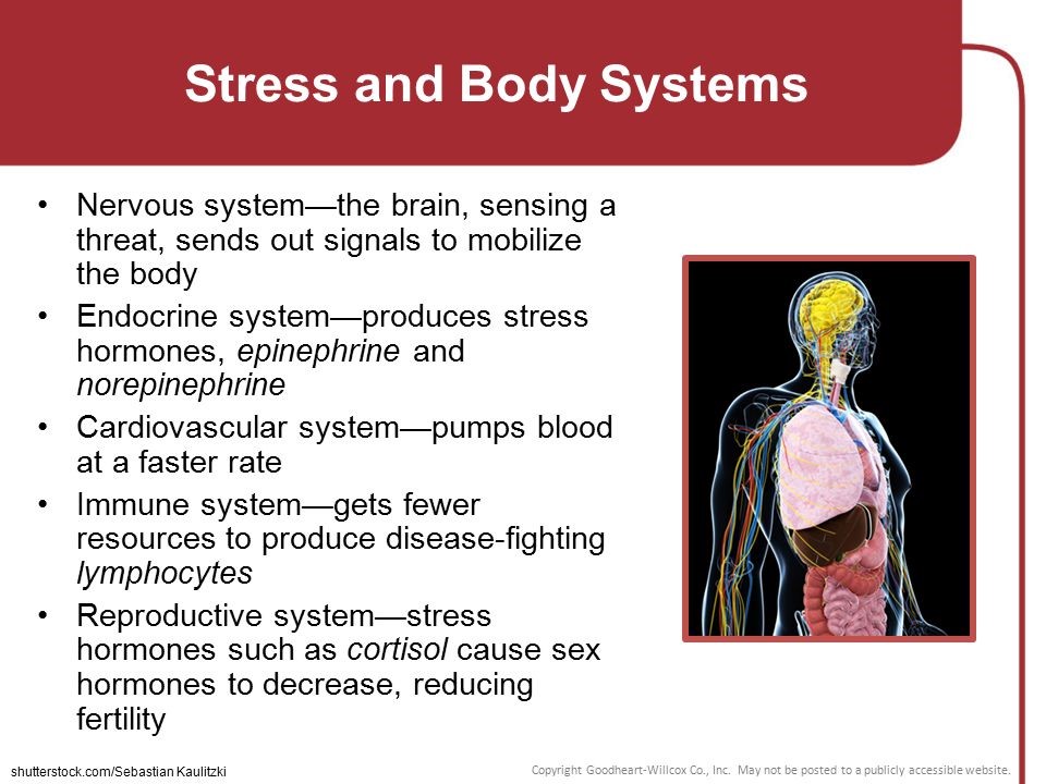 Stress and the Body Systems