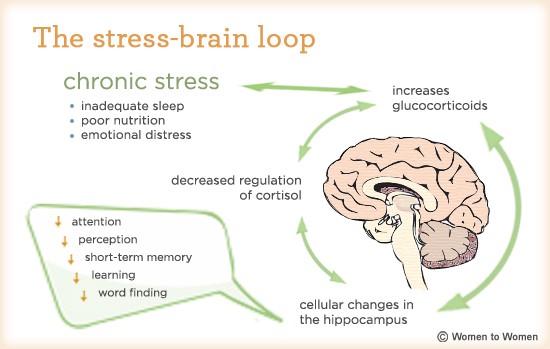 The Stress-brain Loop